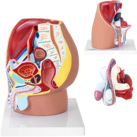 Model anatomiczny miednicy męskiej 3D w skali 1:1 Model anatomiczny miednicy męskiej 3D w skali 1:1