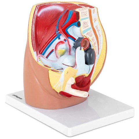 Model anatomiczny miednicy żeńskiej 3D w skali 1:1 Model anatomiczny miednicy żeńskiej 3D w skali 1:1