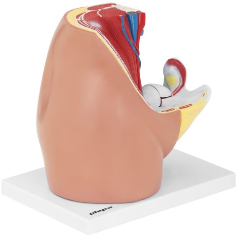 Model anatomiczny miednicy żeńskiej 3D w skali 1:1 Model anatomiczny miednicy żeńskiej 3D w skali 1:1