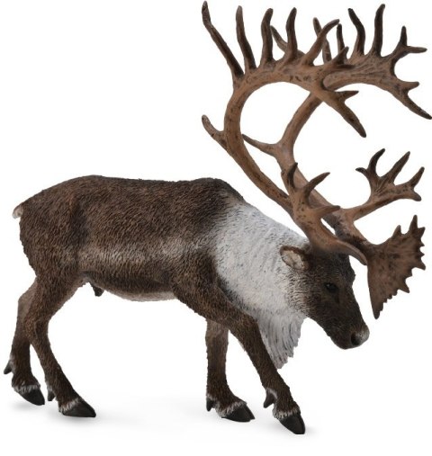 COLLECTA RENIFER TARANDUS CARIBOU COLLECTA RENIFER TARANDUS CARIBOU