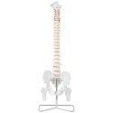 MODEL ANATOMICZNY LUDZKIEGO KRĘGOSŁUPA Z MIEDNICĄ MĘSKĄ 86 CM