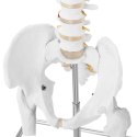 MODEL ANATOMICZNY LUDZKIEGO KRĘGOSŁUPA Z MIEDNICĄ MĘSKĄ 86 CM