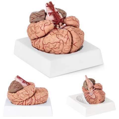 MODEL ANATOMICZNY LUDZKIEGO MÓZGU 9 ELEMENTÓW W SKALI 1:1 MODEL ANATOMICZNY LUDZKIEGO MÓZGU 9 ELEMENTÓW W SKALI 1:1