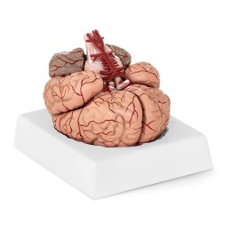 MODEL ANATOMICZNY LUDZKIEGO MÓZGU 9 ELEMENTÓW W SKALI 1:1