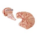 MODEL ANATOMICZNY LUDZKIEGO MÓZGU 9 ELEMENTÓW W SKALI 1:1