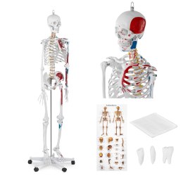 MODEL ANATOMICZNY LUDZKIEGO SZKIELETU 180 CM + PLAKAT ANATOMICZNY