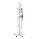 MODEL ANATOMICZNY LUDZKIEGO SZKIELETU 180 CM + PLAKAT ANATOMICZNY