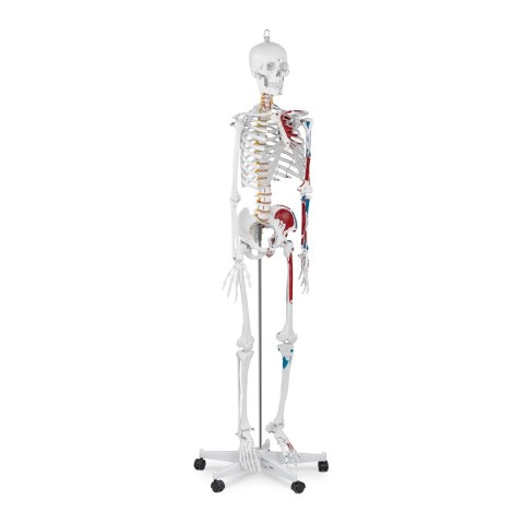 MODEL ANATOMICZNY LUDZKIEGO SZKIELETU 180 CM + PLAKAT ANATOMICZNY MODEL ANATOMICZNY LUDZKIEGO SZKIELETU 180 CM + PLAKAT ANATOMICZNY