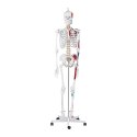 MODEL ANATOMICZNY LUDZKIEGO SZKIELETU 180 CM + PLAKAT ANATOMICZNY