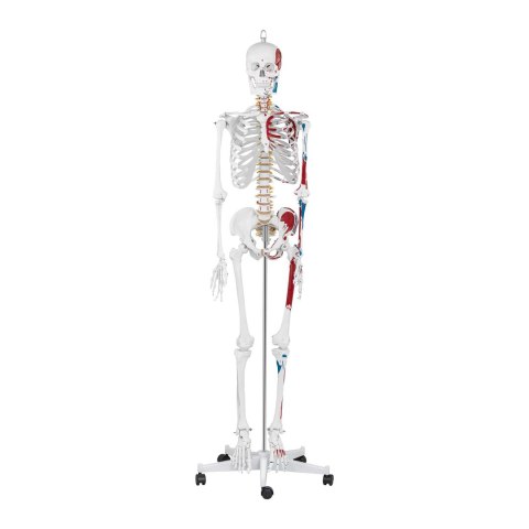 MODEL ANATOMICZNY LUDZKIEGO SZKIELETU 180 CM + PLAKAT ANATOMICZNY MODEL ANATOMICZNY LUDZKIEGO SZKIELETU 180 CM + PLAKAT ANATOMICZNY