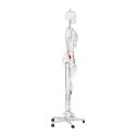 MODEL ANATOMICZNY LUDZKIEGO SZKIELETU 180 CM + PLAKAT ANATOMICZNY