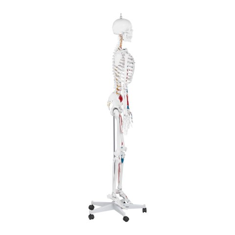 MODEL ANATOMICZNY LUDZKIEGO SZKIELETU 180 CM + PLAKAT ANATOMICZNY MODEL ANATOMICZNY LUDZKIEGO SZKIELETU 180 CM + PLAKAT ANATOMICZNY