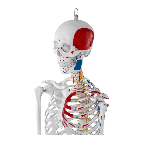 MODEL ANATOMICZNY LUDZKIEGO SZKIELETU 180 CM + PLAKAT ANATOMICZNY MODEL ANATOMICZNY LUDZKIEGO SZKIELETU 180 CM + PLAKAT ANATOMICZNY