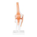 MODEL ANATOMICZNY STAWU KOLANOWEGO W SKALI 1:1