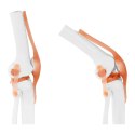 MODEL ANATOMICZNY STAWU KOLANOWEGO W SKALI 1:1