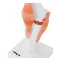 MODEL ANATOMICZNY STAWU KOLANOWEGO W SKALI 1:1
