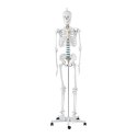 MODEL ANATOMICZNY SZKIELETU CZŁOWIEKA 176 CM + PLAKAT ANATOMICZNY