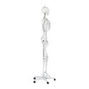 MODEL ANATOMICZNY SZKIELETU CZŁOWIEKA 176 CM + PLAKAT ANATOMICZNY