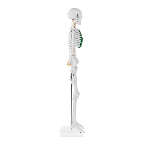 MODEL ANATOMICZNY SZKIELETU CZŁOWIEKA 85 CM MODEL ANATOMICZNY SZKIELETU CZŁOWIEKA 85 CM