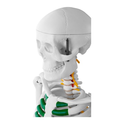 MODEL ANATOMICZNY SZKIELETU CZŁOWIEKA 85 CM MODEL ANATOMICZNY SZKIELETU CZŁOWIEKA 85 CM
