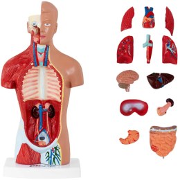 MODEL ANATOMICZNY 3D TUŁOWIA CZŁOWIEKA