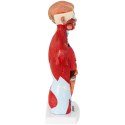 MODEL ANATOMICZNY 3D TUŁOWIA CZŁOWIEKA