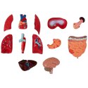 MODEL ANATOMICZNY 3D TUŁOWIA CZŁOWIEKA