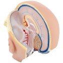 MODEL ANATOMICZNY 3D GŁOWY I MÓZGU CZŁOWIEKA SKALA 1:1