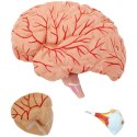 MODEL ANATOMICZNY 3D GŁOWY I MÓZGU CZŁOWIEKA SKALA 1:1