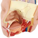 MODEL ANATOMICZNY 3D GŁOWY I MÓZGU CZŁOWIEKA SKALA 1:1