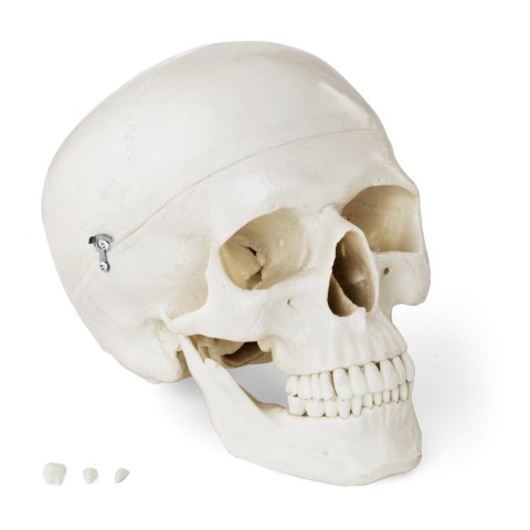 MODEL ANATOMICZNY LUDZKIEJ CZASZKI W SKALI 1:1 + ZĘBY 3 SZT. MODEL ANATOMICZNY LUDZKIEJ CZASZKI W SKALI 1:1 + ZĘBY 3 SZT.