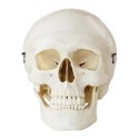 MODEL ANATOMICZNY LUDZKIEJ CZASZKI W SKALI 1:1 + ZĘBY 3 SZT.