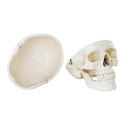 MODEL ANATOMICZNY LUDZKIEJ CZASZKI W SKALI 1:1 + ZĘBY 3 SZT.
