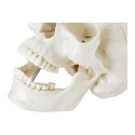 MODEL ANATOMICZNY LUDZKIEJ CZASZKI W SKALI 1:1 + ZĘBY 3 SZT.