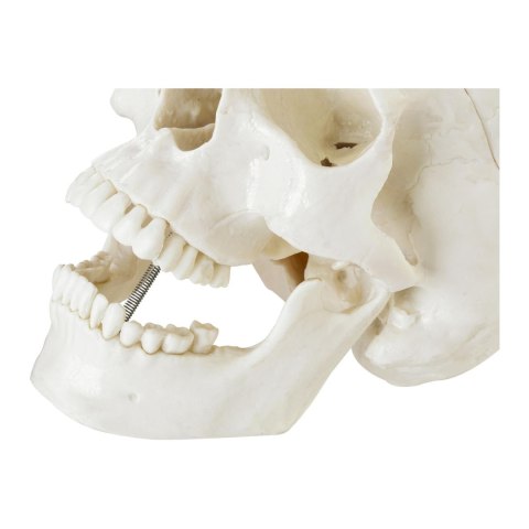 MODEL ANATOMICZNY LUDZKIEJ CZASZKI W SKALI 1:1 + ZĘBY 3 SZT. MODEL ANATOMICZNY LUDZKIEJ CZASZKI W SKALI 1:1 + ZĘBY 3 SZT.
