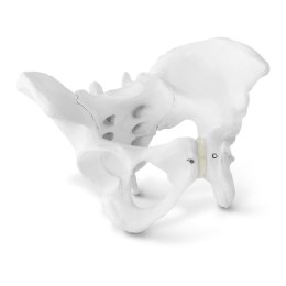 MODEL ANATOMICZNY MIEDNICY CZŁOWIEKA KOBIETY W SKALI 1:1