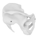 MODEL ANATOMICZNY MIEDNICY CZŁOWIEKA KOBIETY W SKALI 1:1