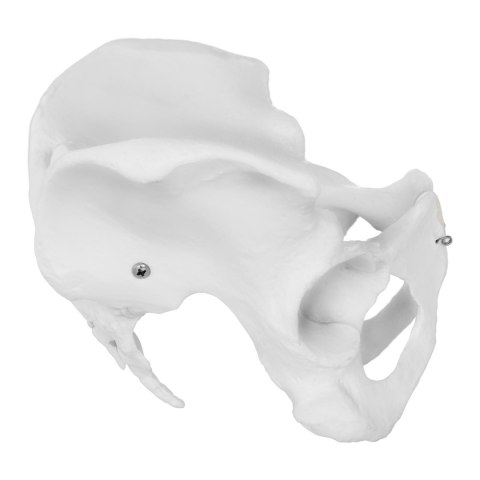 MODEL ANATOMICZNY MIEDNICY CZŁOWIEKA KOBIETY W SKALI 1:1 MODEL ANATOMICZNY MIEDNICY CZŁOWIEKA KOBIETY W SKALI 1:1