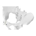 MODEL ANATOMICZNY MIEDNICY CZŁOWIEKA KOBIETY W SKALI 1:1