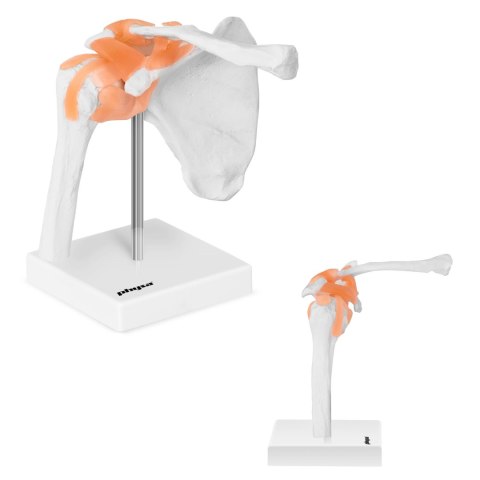 MODEL ANATOMICZNY STAWU BARKOWEGO W SKALI 1:1 MODEL ANATOMICZNY STAWU BARKOWEGO W SKALI 1:1