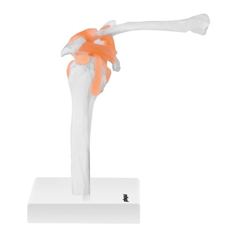 MODEL ANATOMICZNY STAWU BARKOWEGO W SKALI 1:1 MODEL ANATOMICZNY STAWU BARKOWEGO W SKALI 1:1