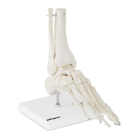 MODEL ANATOMICZNY STAWU SKOKOWEGO W SKALI 1:1 MODEL ANATOMICZNY STAWU SKOKOWEGO W SKALI 1:1