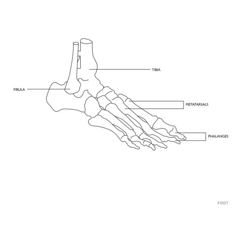 MODEL ANATOMICZNY STAWU SKOKOWEGO W SKALI 1:1 MODEL ANATOMICZNY STAWU SKOKOWEGO W SKALI 1:1