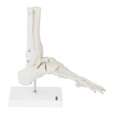 MODEL ANATOMICZNY STAWU SKOKOWEGO W SKALI 1:1 MODEL ANATOMICZNY STAWU SKOKOWEGO W SKALI 1:1