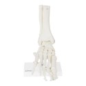 MODEL ANATOMICZNY STAWU SKOKOWEGO W SKALI 1:1
