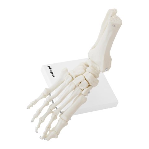 MODEL ANATOMICZNY STAWU SKOKOWEGO W SKALI 1:1 MODEL ANATOMICZNY STAWU SKOKOWEGO W SKALI 1:1