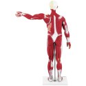 MODEL ANATOMICZNY 3D CIAŁA CZŁOWIEKA 27 ELEMENTÓW 76 CM