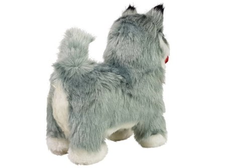INTERAKTYWNY PIES HUSKY PORUSZA SIĘ, SZCZEKA INTERAKTYWNY PIES HUSKY PORUSZA SIĘ, SZCZEKA