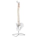 MODEL ANATOMICZNY KRĘGOSŁUPA CZŁOWIEKA Z MĘSKĄ MIEDNICĄ 76 CM