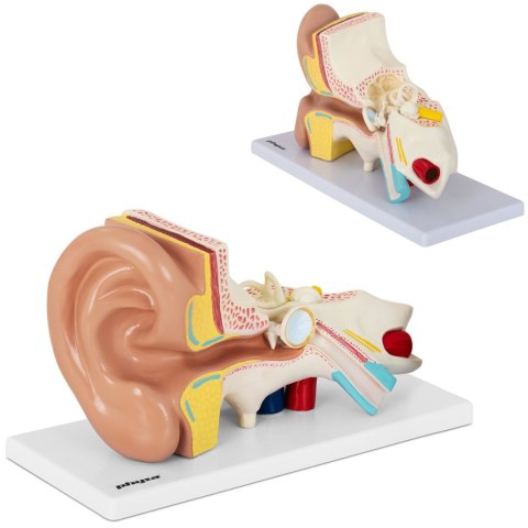 Model anatomiczny 3D ludzkiego ucha Model anatomiczny 3D ludzkiego ucha